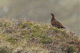 Willow Ptarmiganborder=